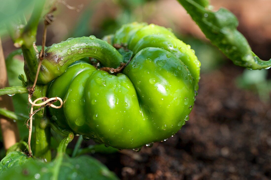 A green pepper with water droplets on the plant