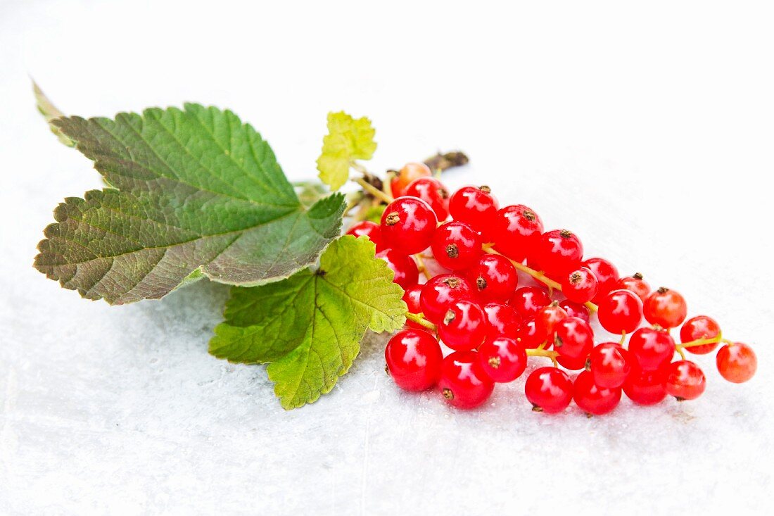 Rote Johannisbeeren mit Blättern