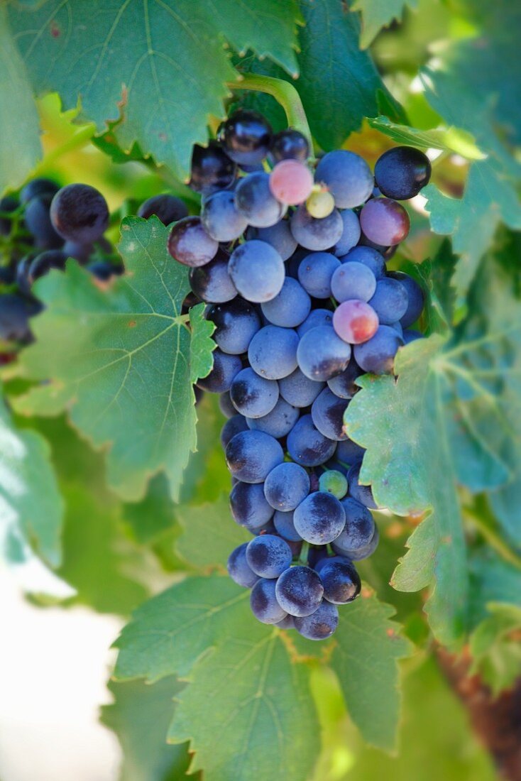 Black grapes on the vine