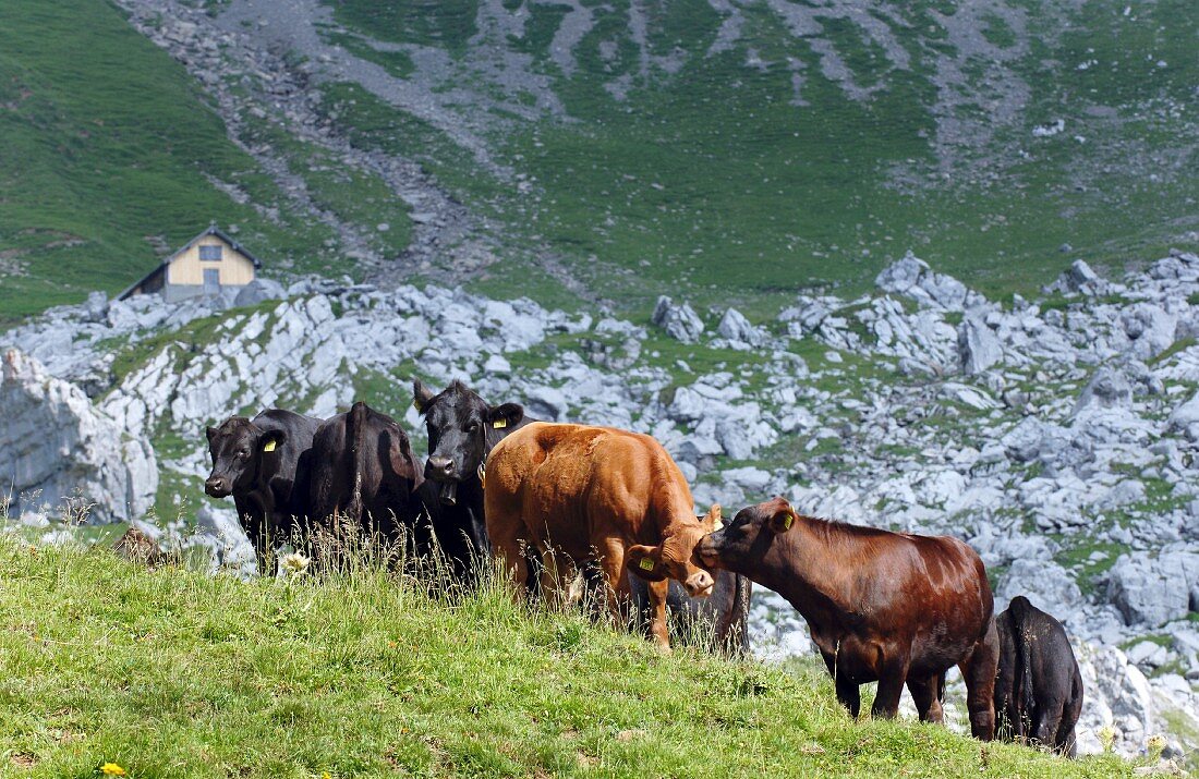 Angusrinder auf Almwiese (Schweiz)