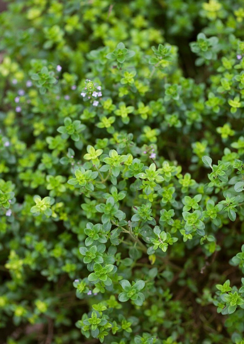 Thyme Growing Outdoors