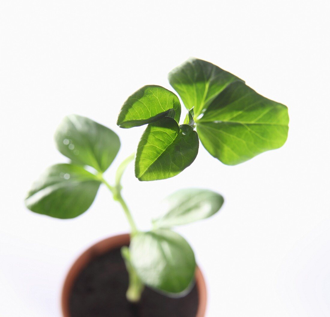 A young bean plant in a pot (close-up)