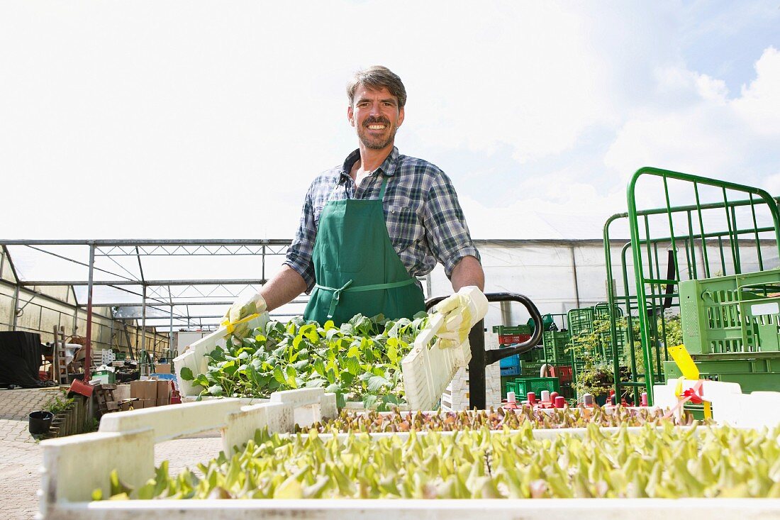 An organic farmer holding a crate of seedlings