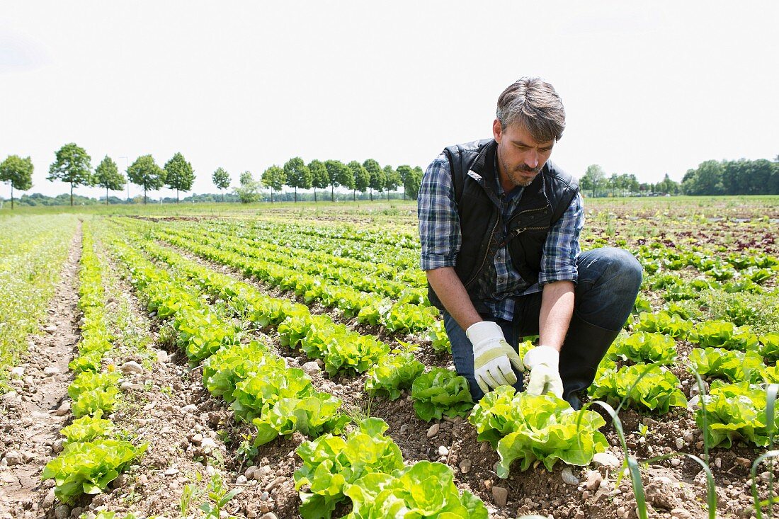 An organic farmer harvesting lettuce in the field