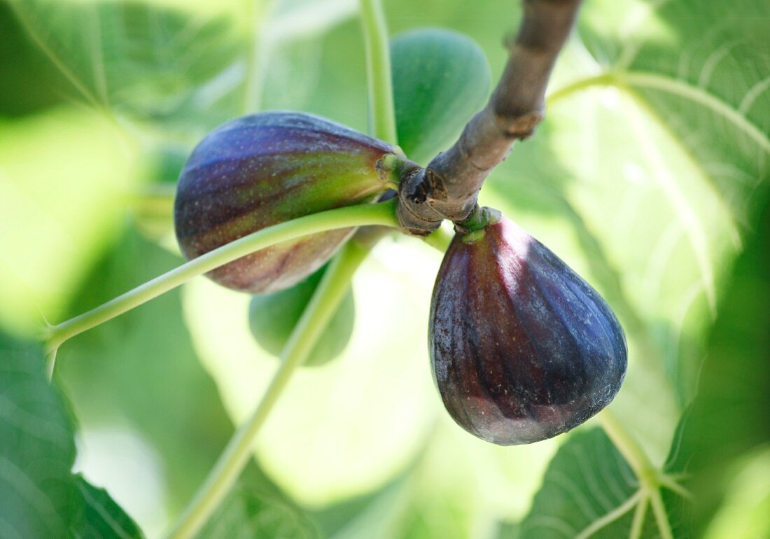 Fresh figs on the tree (close-up)