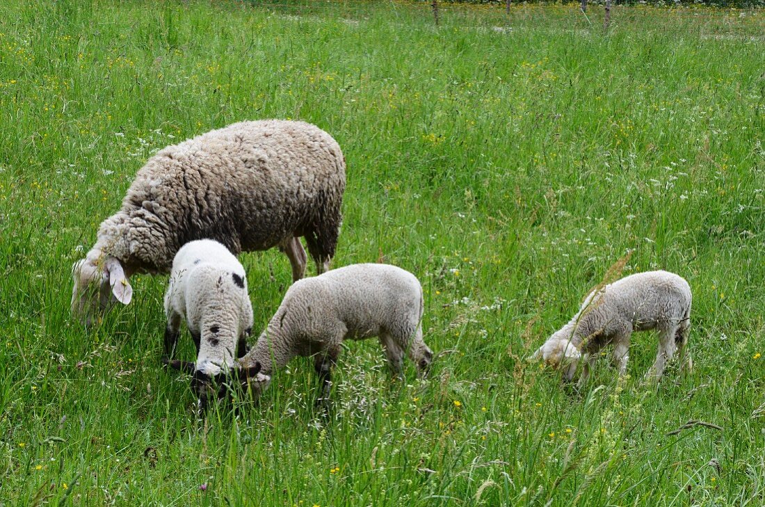 A sheep with three lambs in the field
