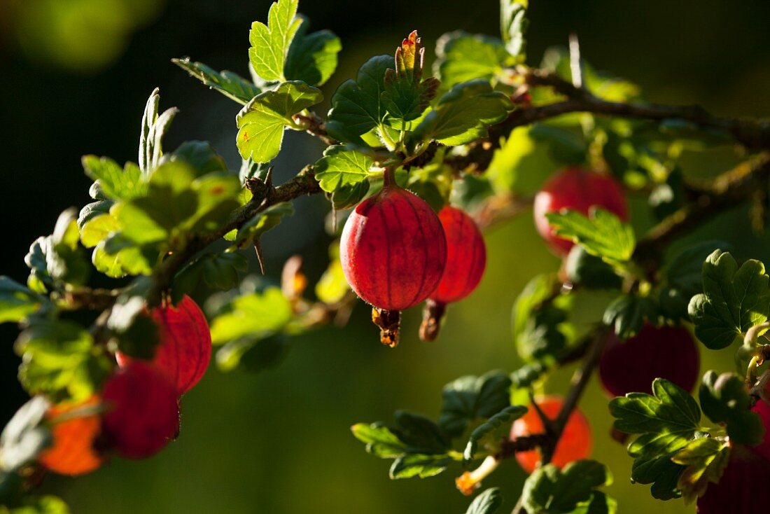 Rote Stachelbeeren am Strauch