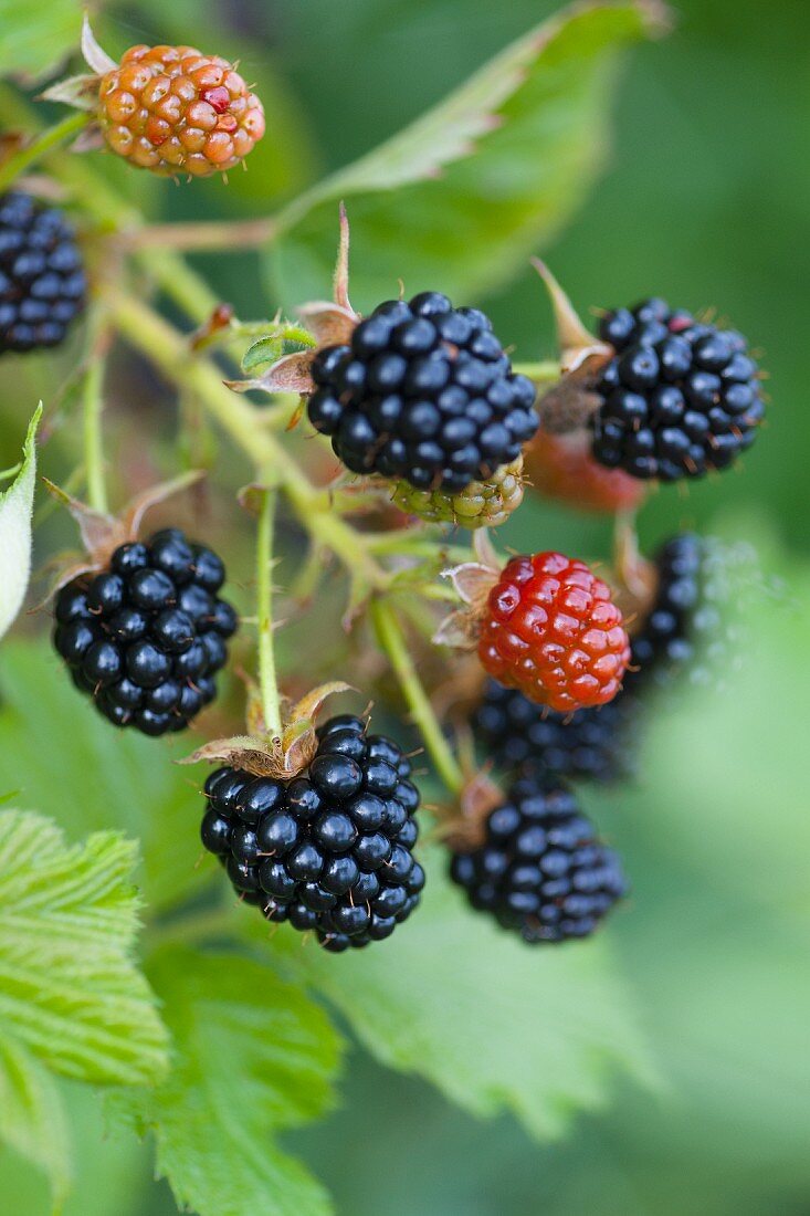 Ripe and unripe blackberries on the bush