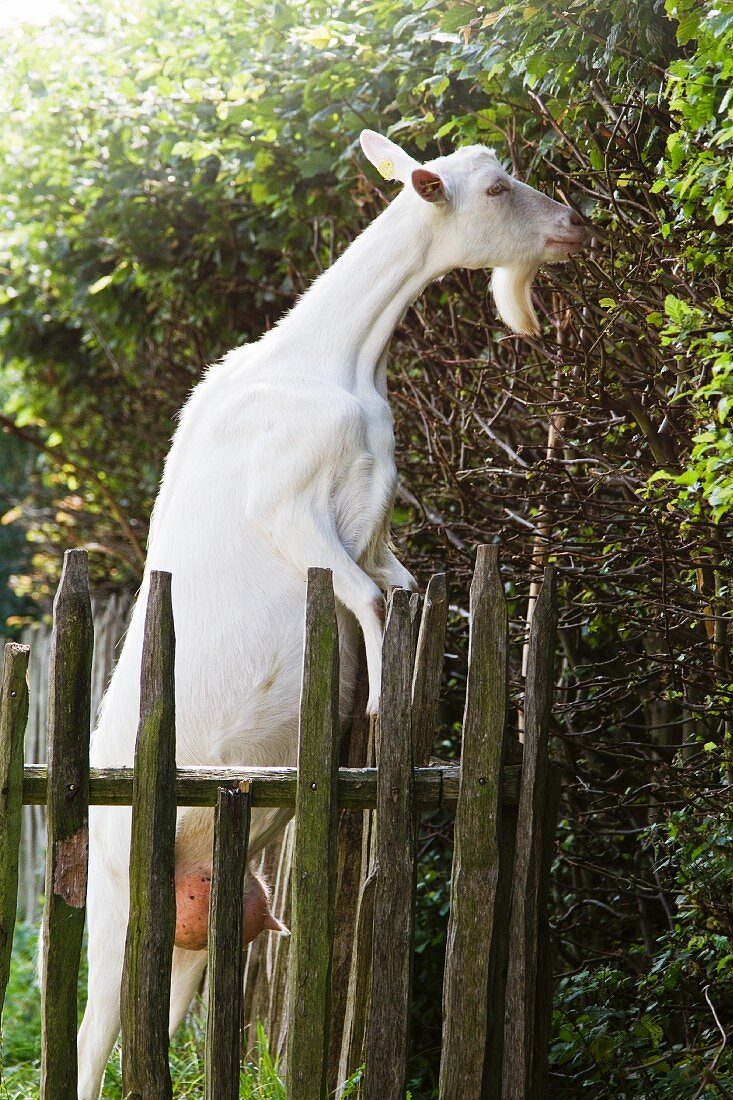 White goat next to wooden fence