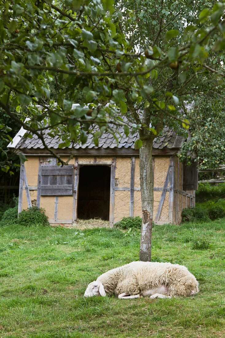 Sheep in front of stable in garden