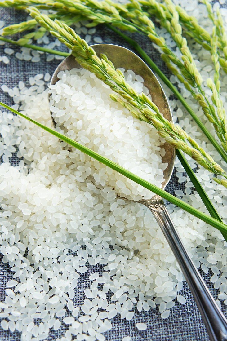 Rice with a spoon and ears of rice