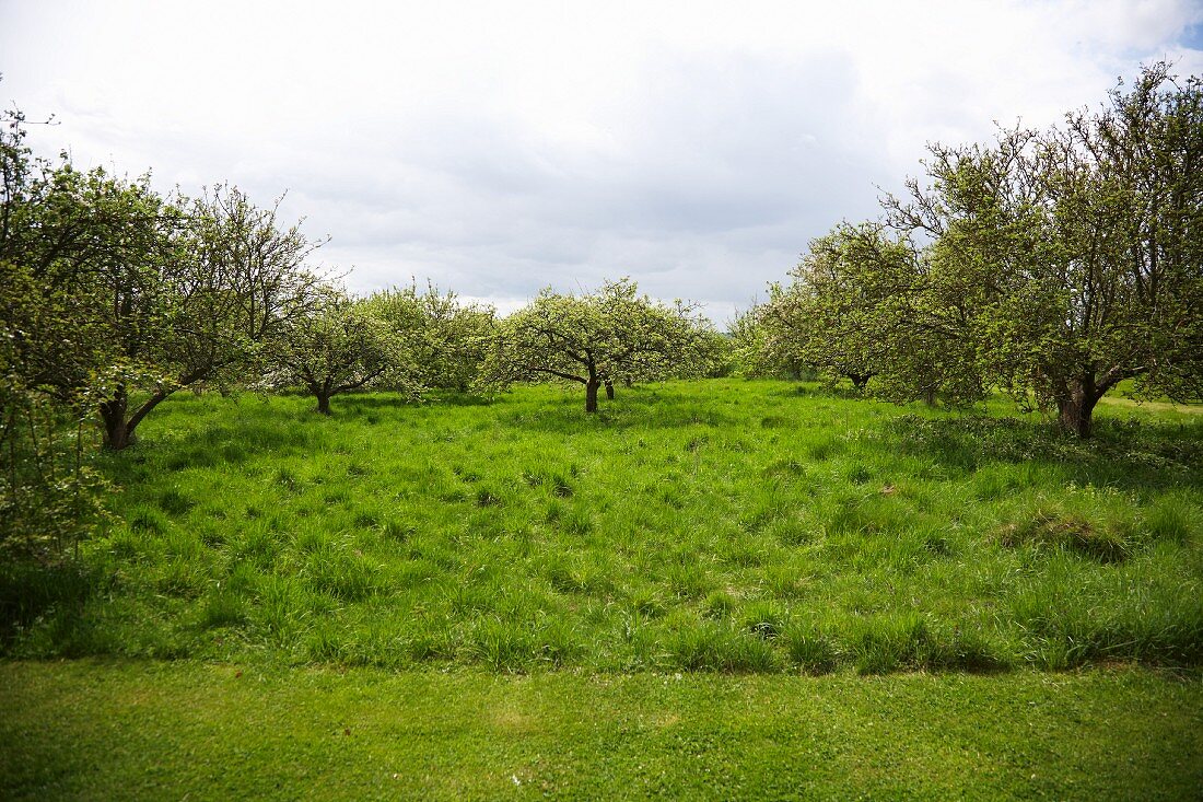 Blick auf einen Obstgarten