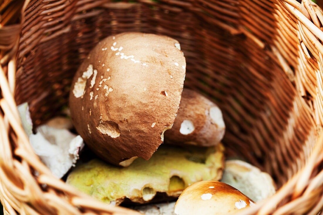 Fresh wild mushrooms in a basket (close-up)
