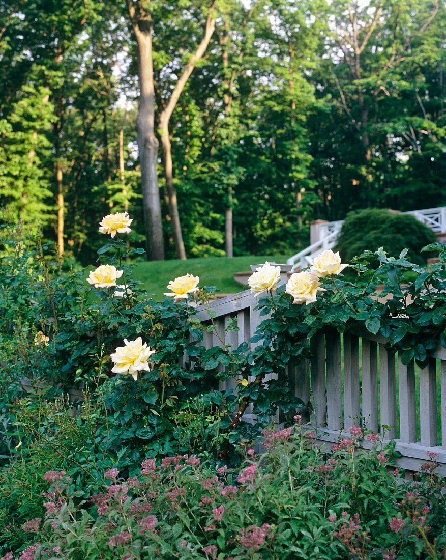 Roses in garden