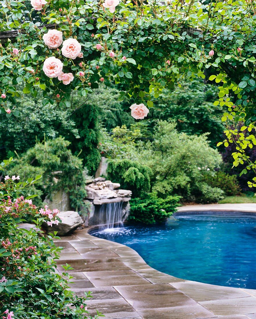 Blühende Rosen im Garten mit Wasserfall am Pool