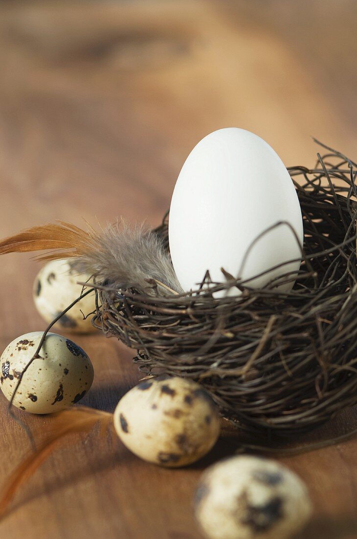 A white egg in an Easter nest, with quail's eggs to one side
