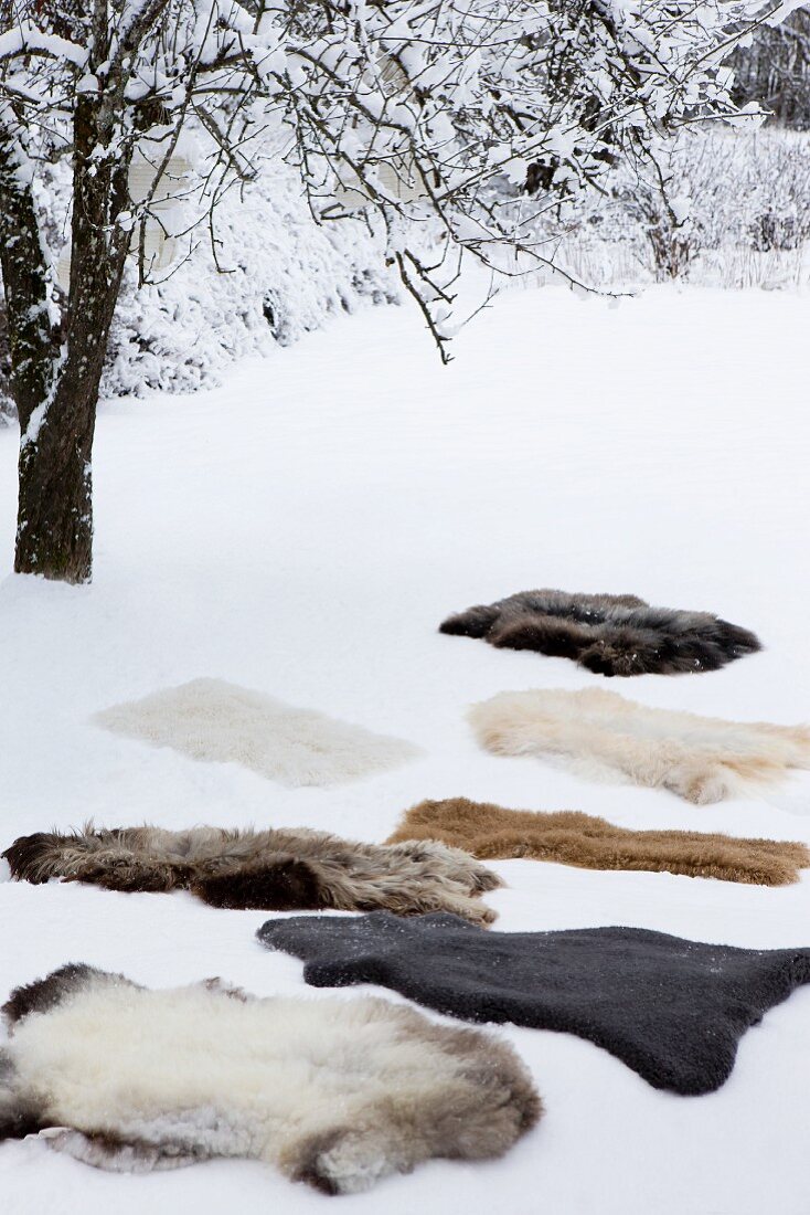 Various animal skins in snow