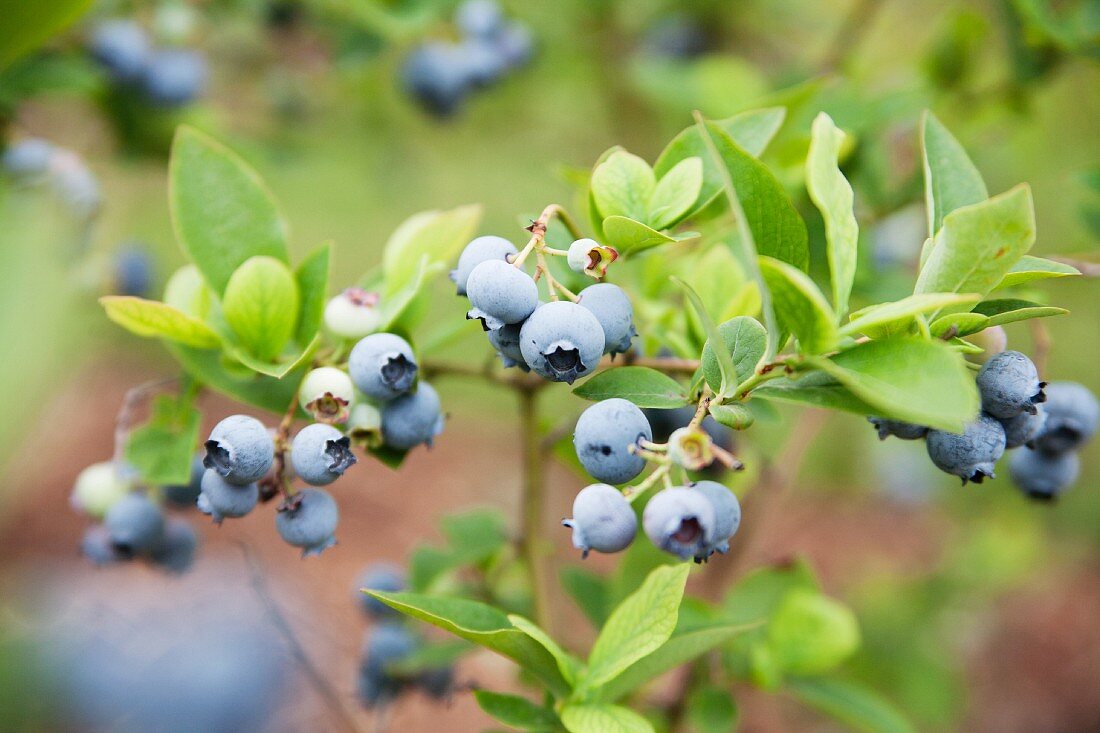 Wild blueberries on the bush