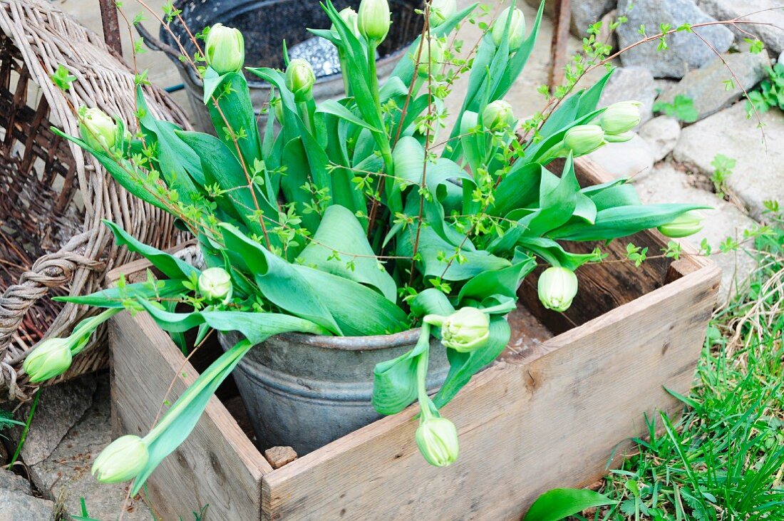 Bouquet of white tulips in zinc bucket & wooden crate in garden