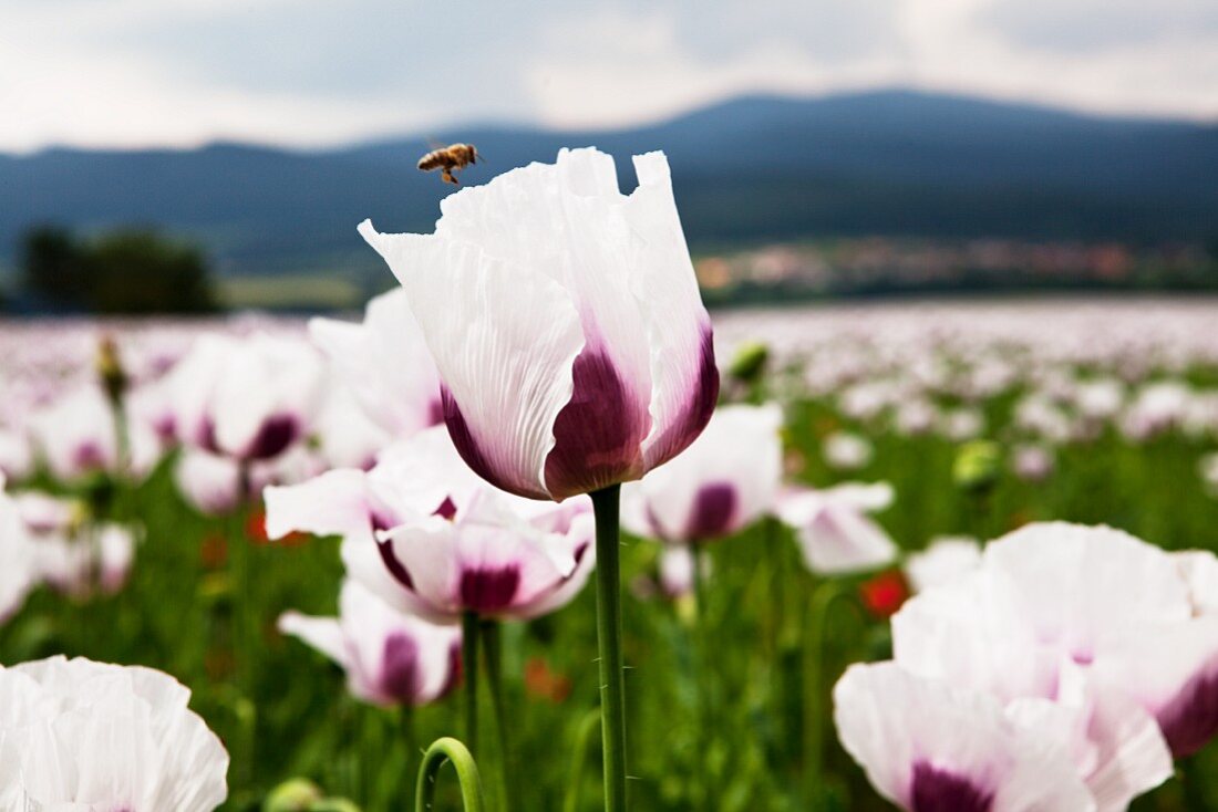 Blumenfeld mit weiss-lila blühenden Mohnblumen