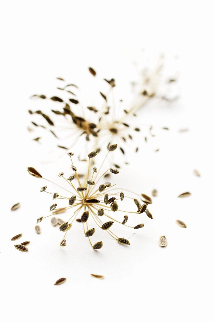 Dill seeds