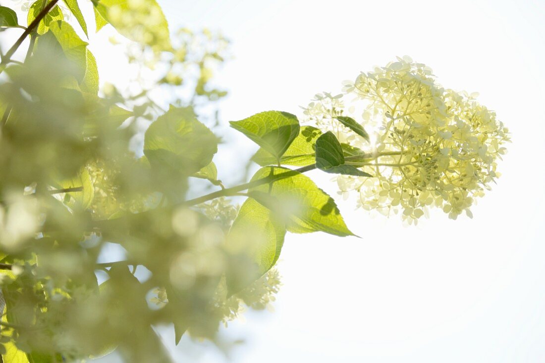 White flowering hydrangea