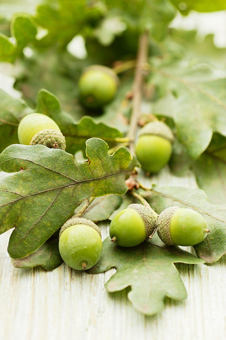 A twig with acorns and oak leaves