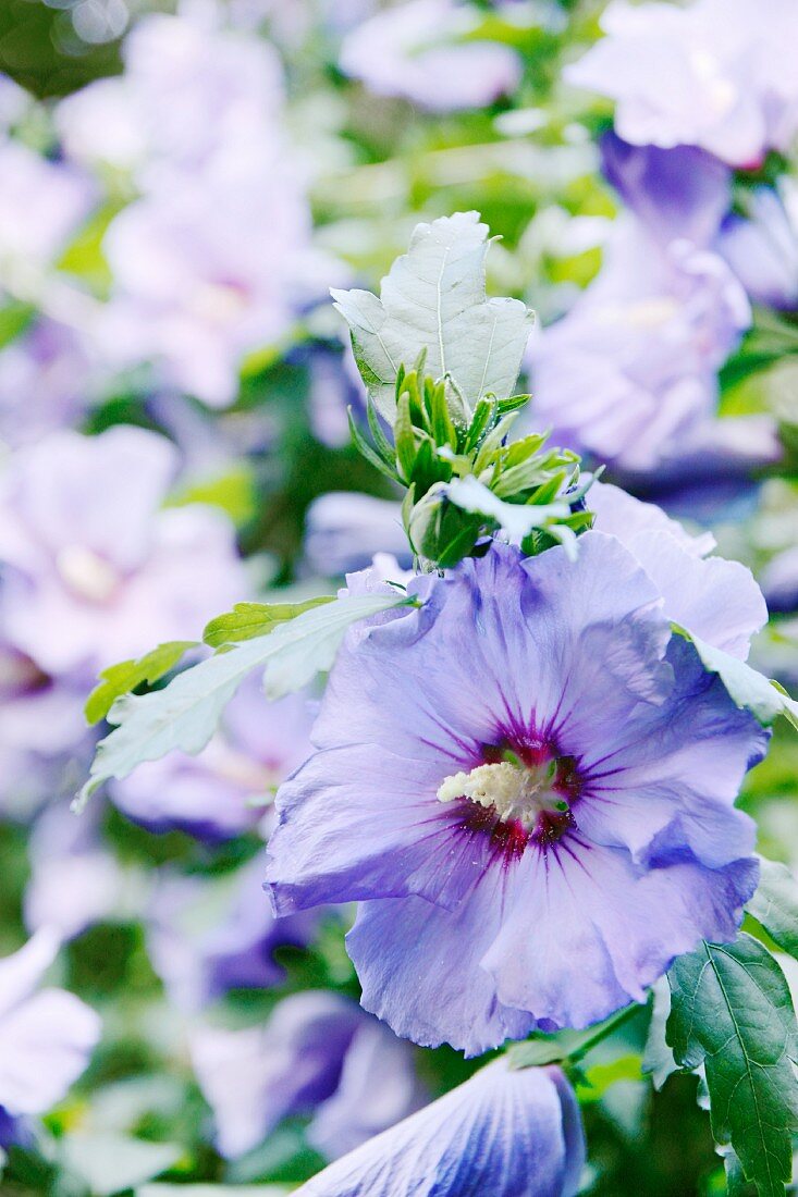 Blaue Hibiskusblüten (Nahaufnahme)