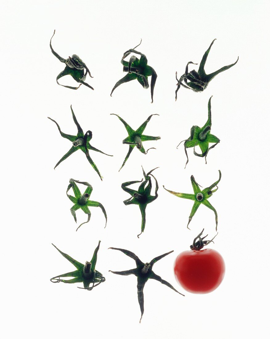 A tomao and eleven tomato stalks against a white background