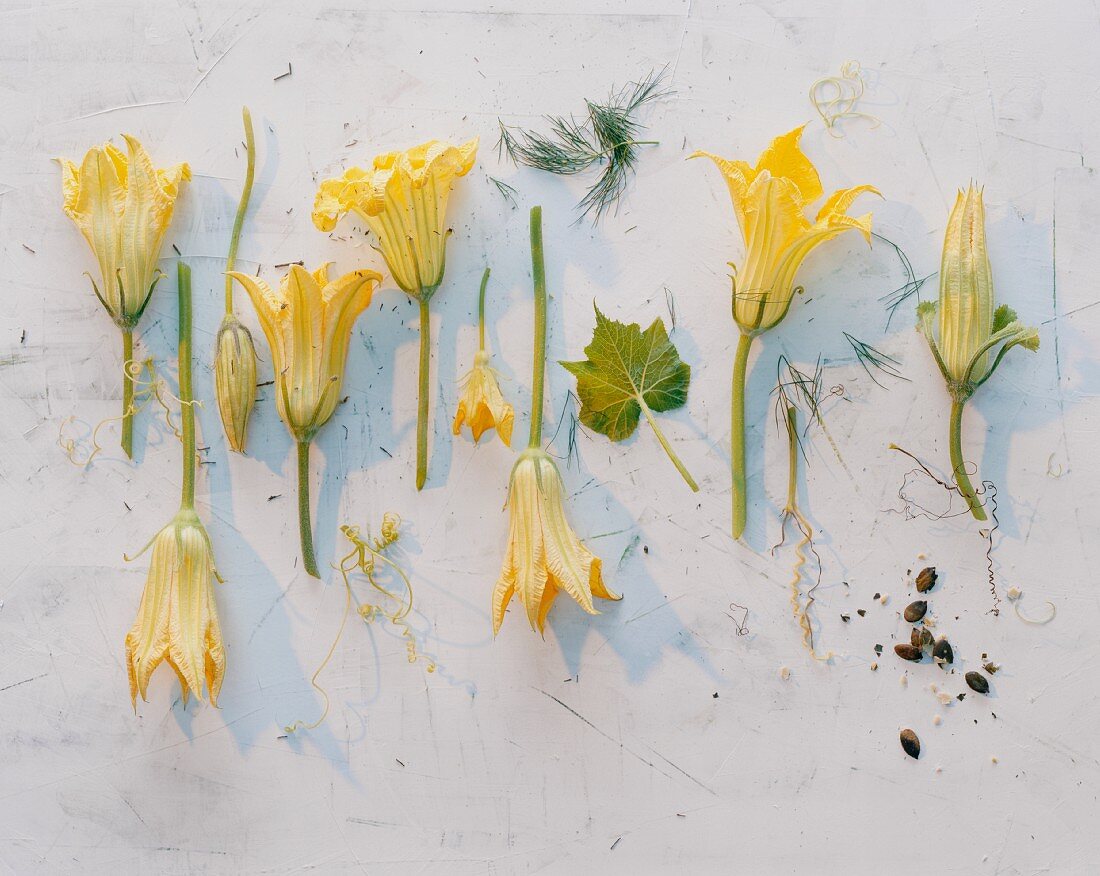 Mehrere Zucchiniblüten nebeneinander (Aufsicht)