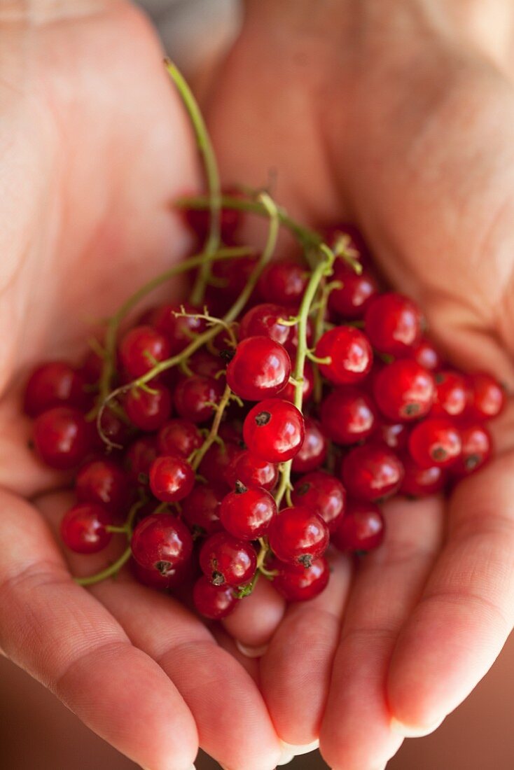 Hände halten rote Johannisbeeren