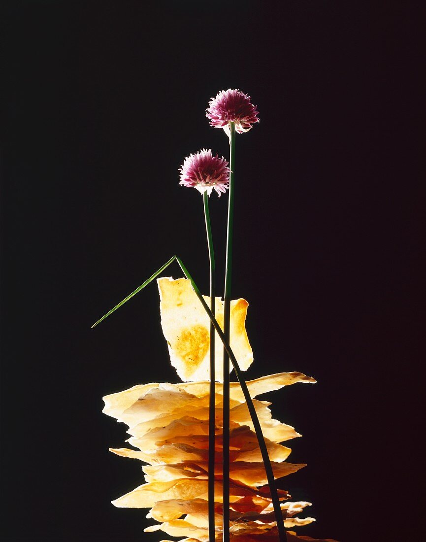 A still life featuring sheets of filo pastry and chive flowers, against a black background