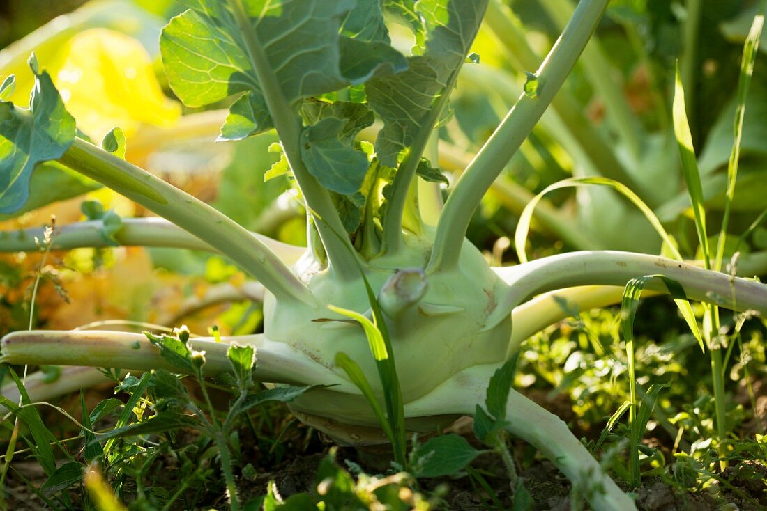 A kohlrabi plant growing in the garden (close-up)