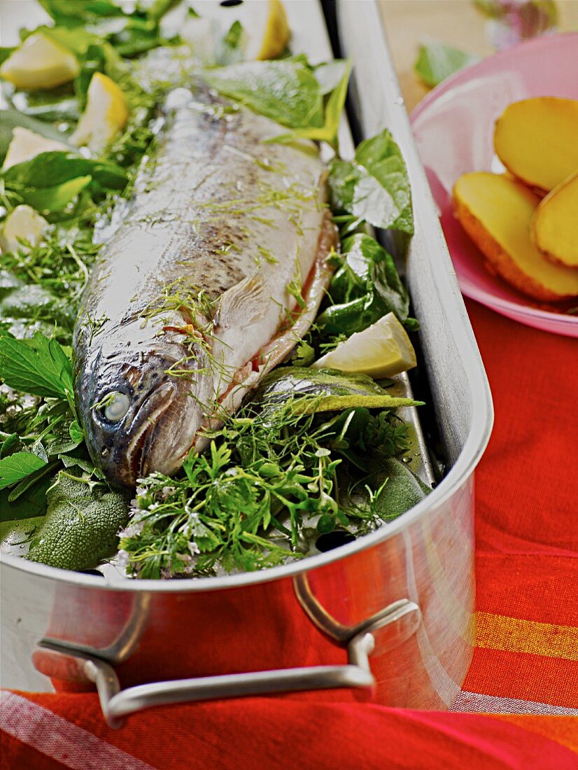 Trout in a bed of herbs