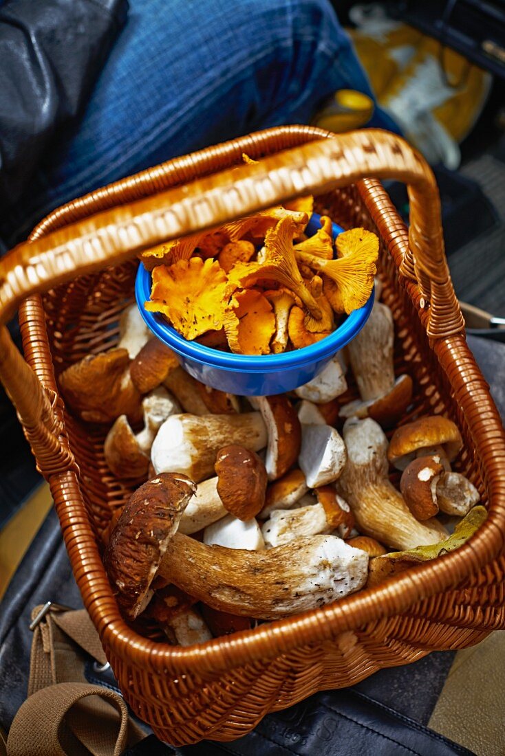 Fresh porcini mushrooms and chanterelles in a basket