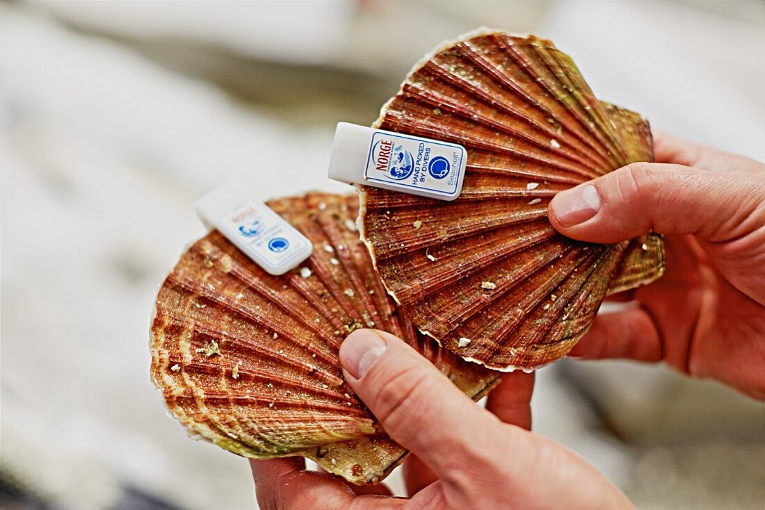 Hands holding two fresh whole scallops