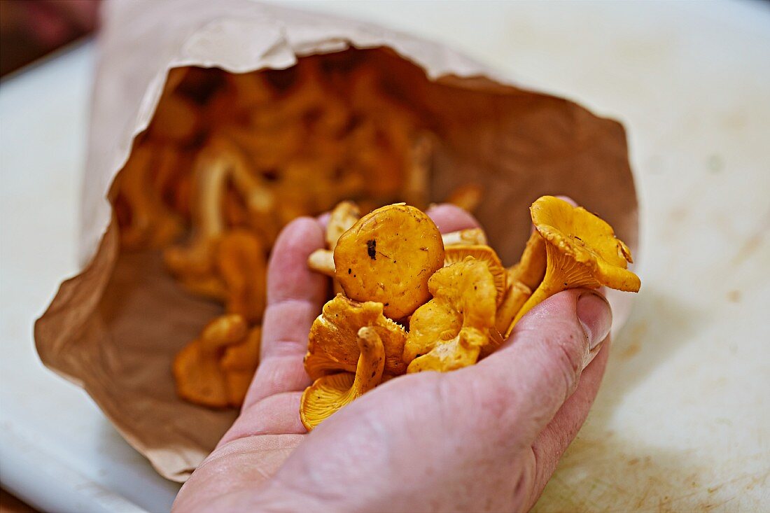 A hand holding fresh chanterelles in front of a paper bag