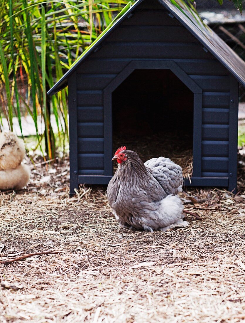Dark blue chicken coop with a chicken in front of it