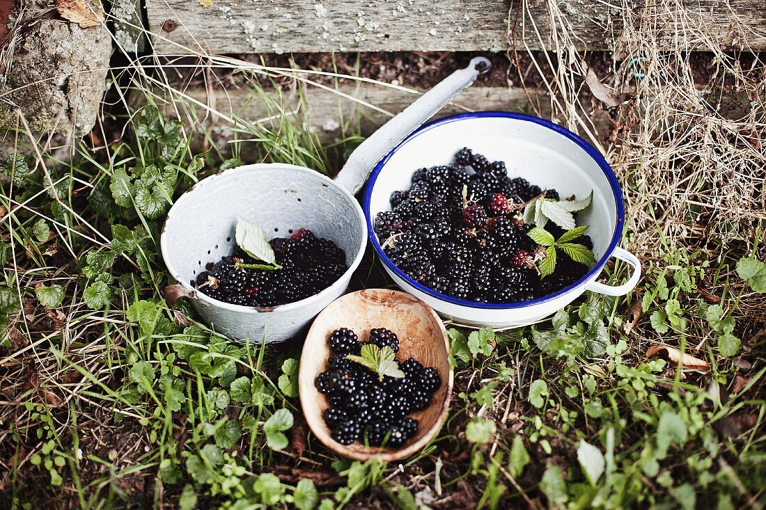 Blackberries in bowls in the garden