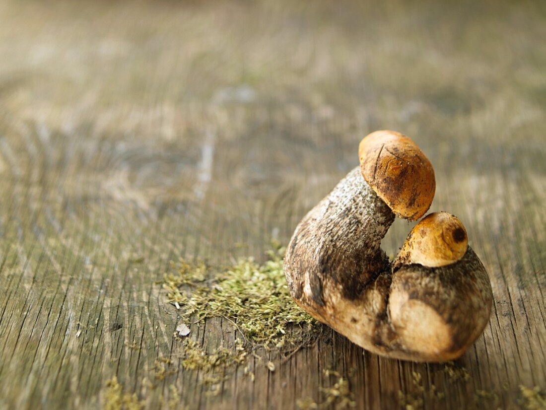 Birch boletes on a wooden surface