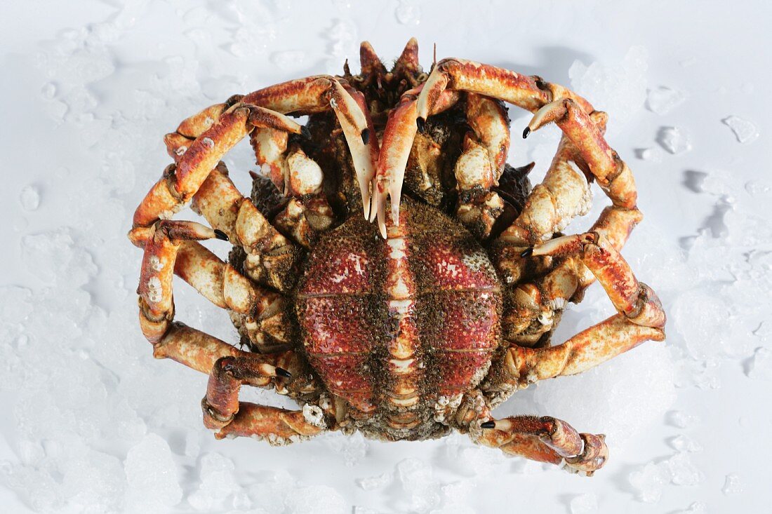 Alive Galician female spider crab