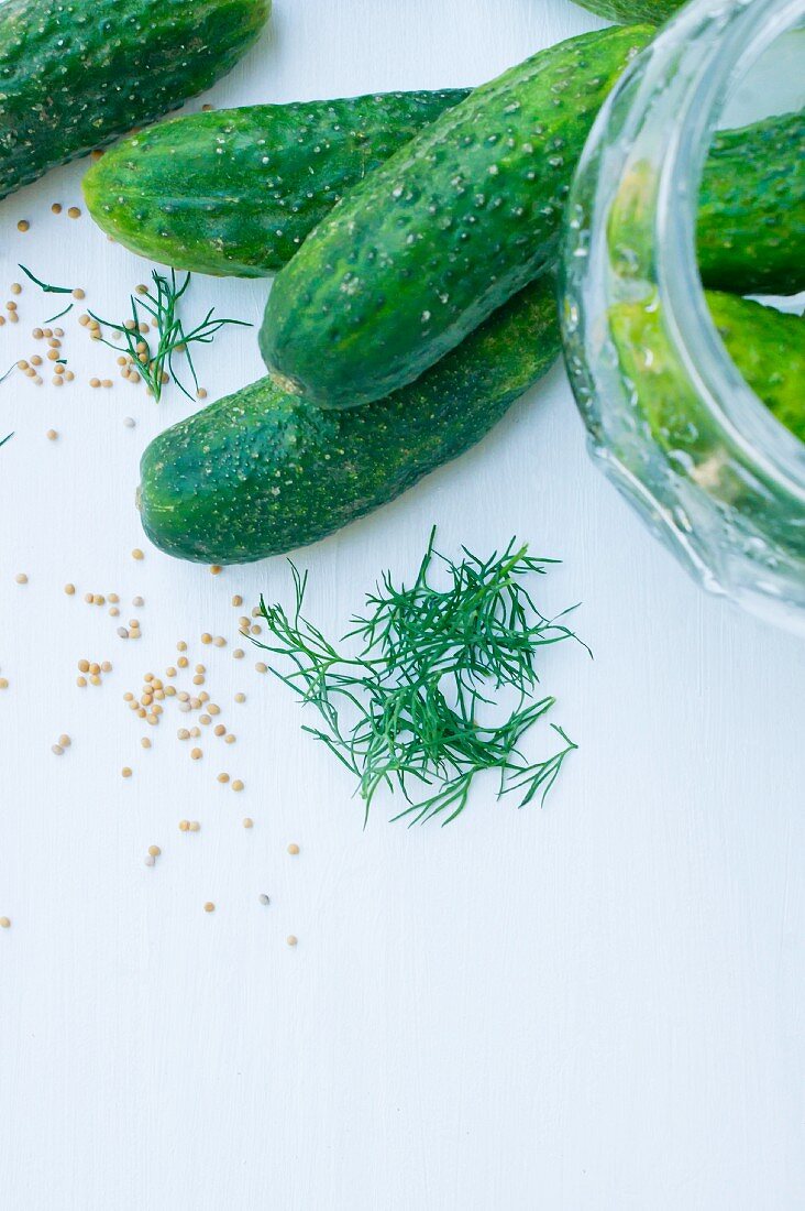 Pickling cucumbers with dill, mustard seeds and a jar