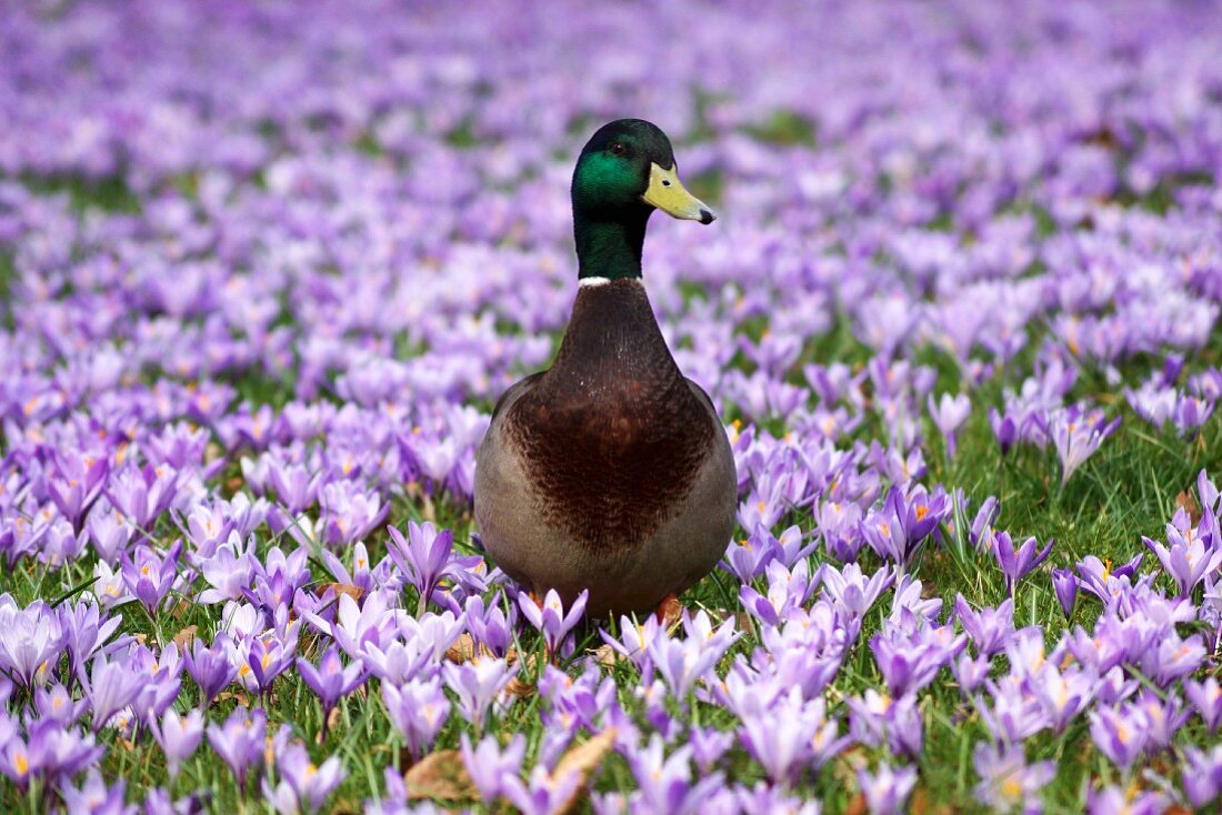 Stockente auf Wiese mit blühenden blauen Krokussen