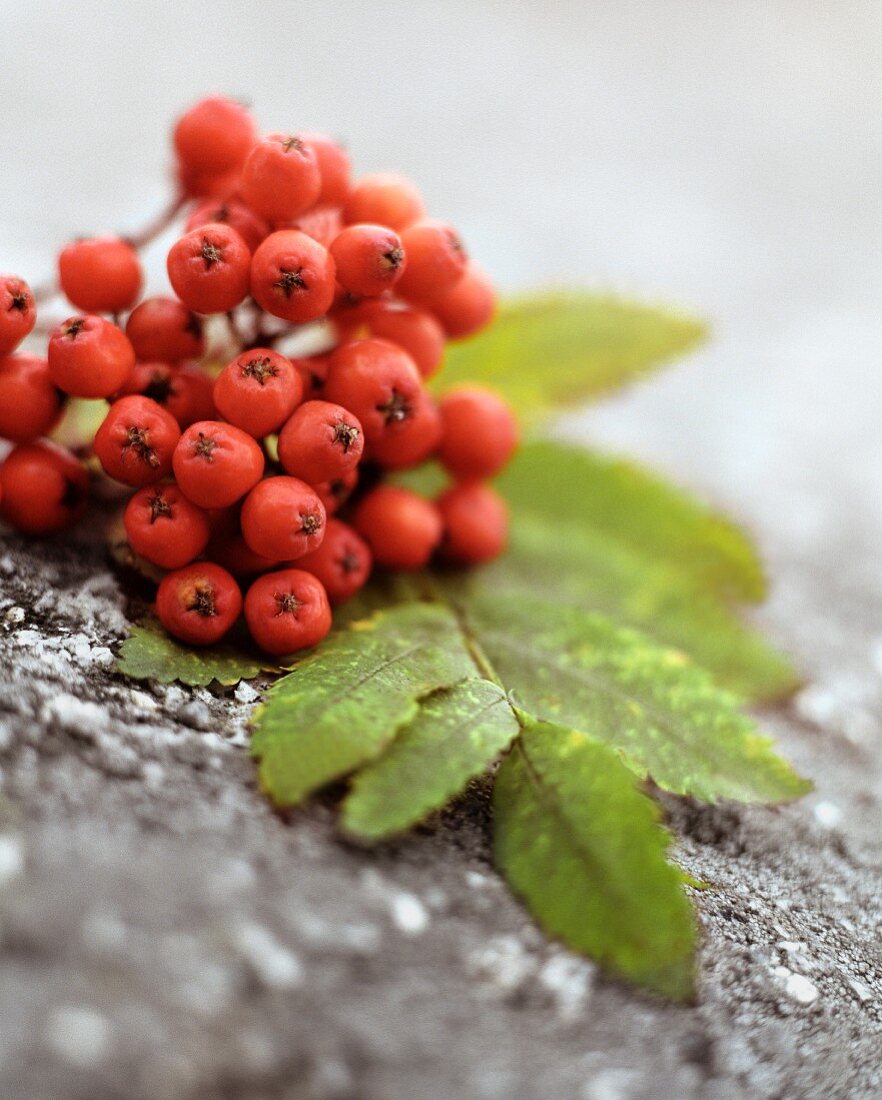 Vogelbeeren mit Blatt