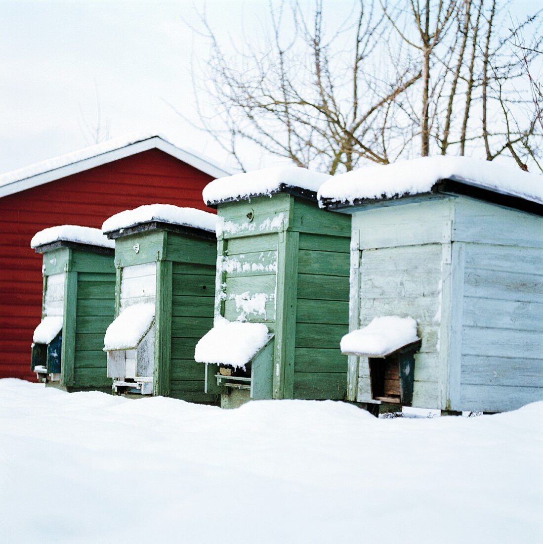 Beehives Covered by Snow.