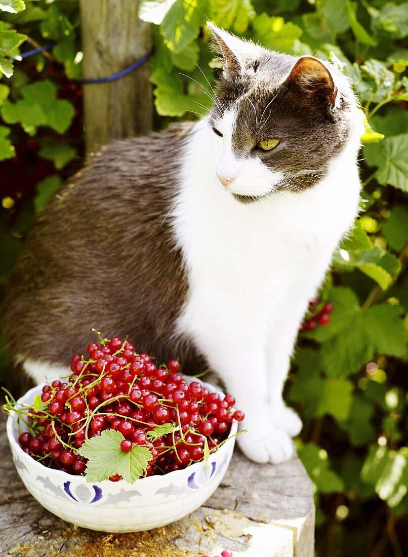 Katze sitzt vor Schale mit frisch gepflückten Johannisbeeren