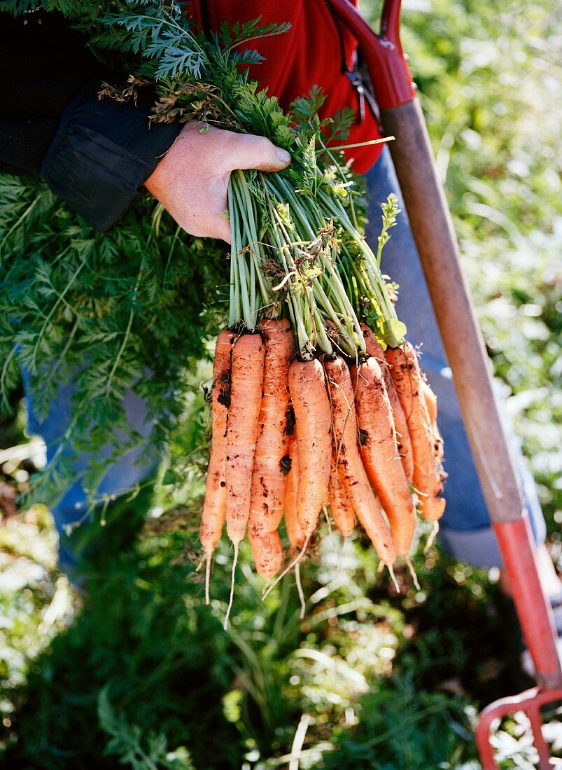 A woman holding ecological carrots, Aloppe, Sweden.
