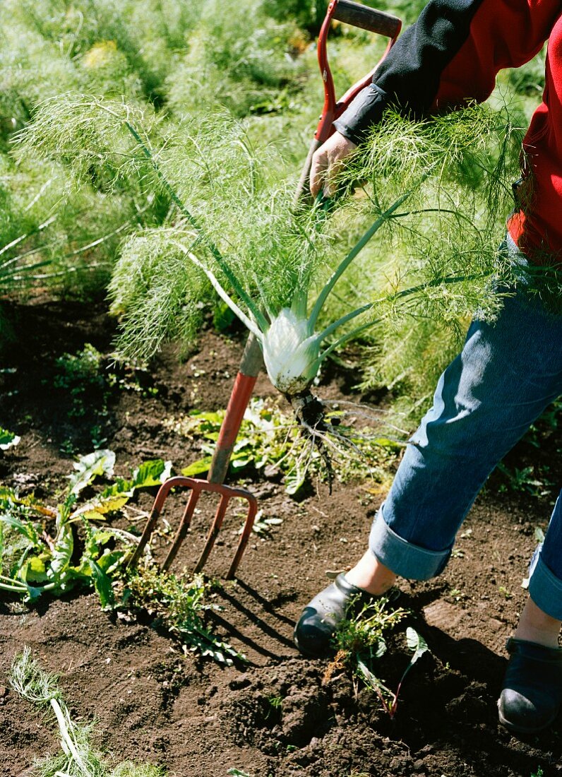 Person erntet Fenchel auf dem Feld