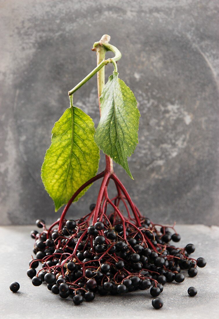 Holunderbeeren mit Stiel und Blatt