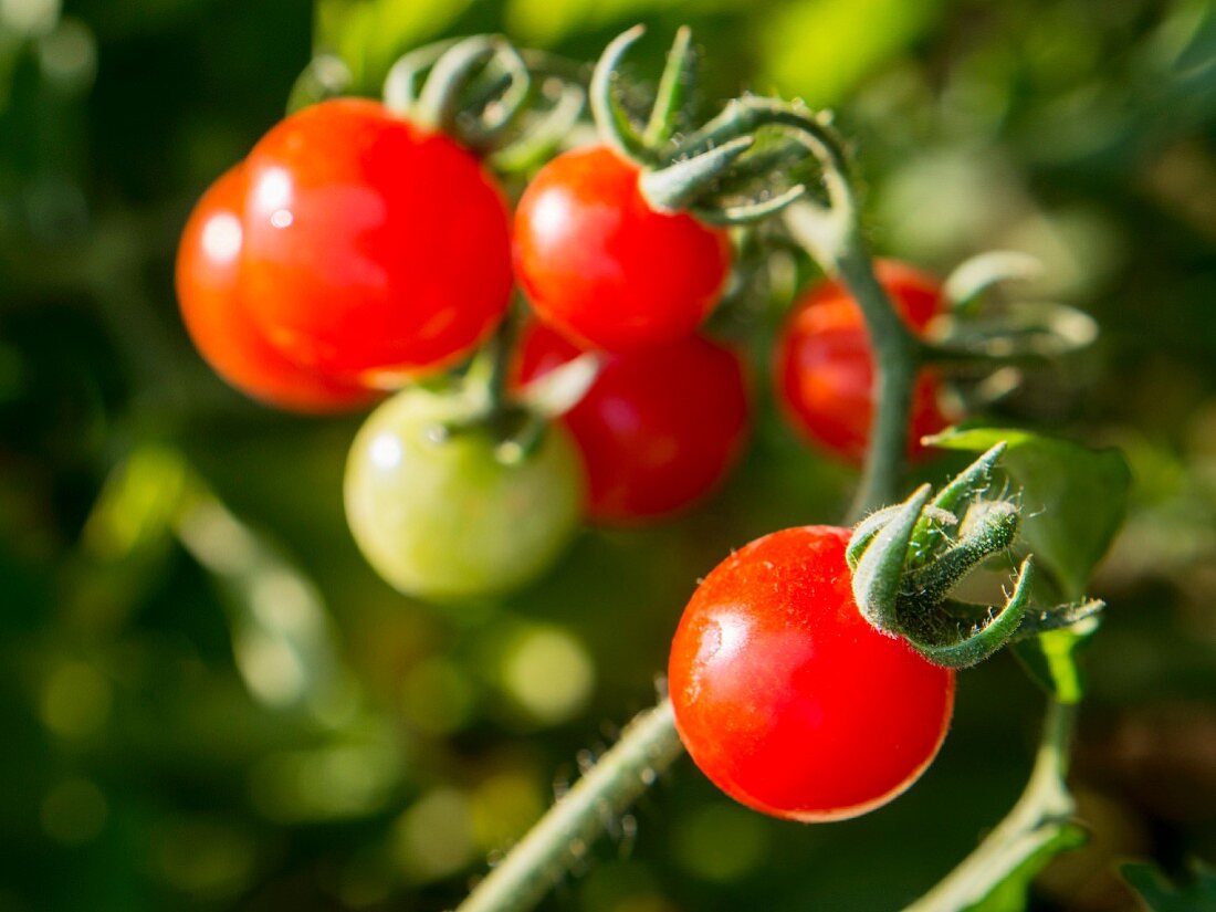 Kirschtomaten an der Pflanze